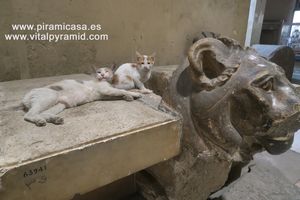 Estatua cabeza Skhmet leona y gatos  Museo del El Cairo
