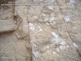 Rocas con f&oacute;siles