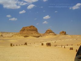 Ballenas F&oacute;siles