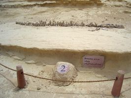 Valle de las Ballenas Whales Valley