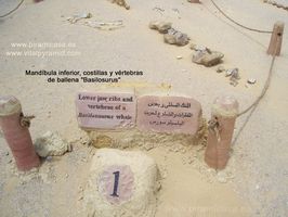 F&oacute;siles de las Ballenas