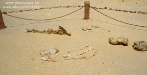 F&oacute;siles Marinos Egipto