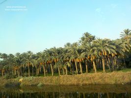 Palmeral del Oasis de Dashur