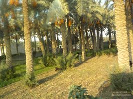 Palmeras del Oasis de Dashur