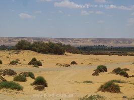Dunas Desierto y Oasis