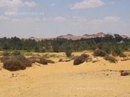 Oasis Desierto Negro