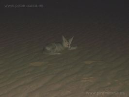 Anubis Chacal Desierto