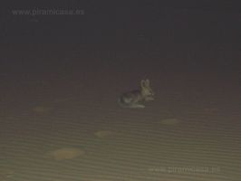 Chacal desierto Egipto