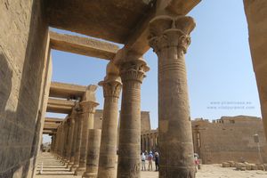 Filae Columnas