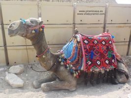Camellos en Guiza Egipto