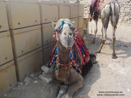 Los Camellos para pasear en Guiza, Egipto