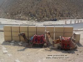 Camellos en Egipto en Guiza